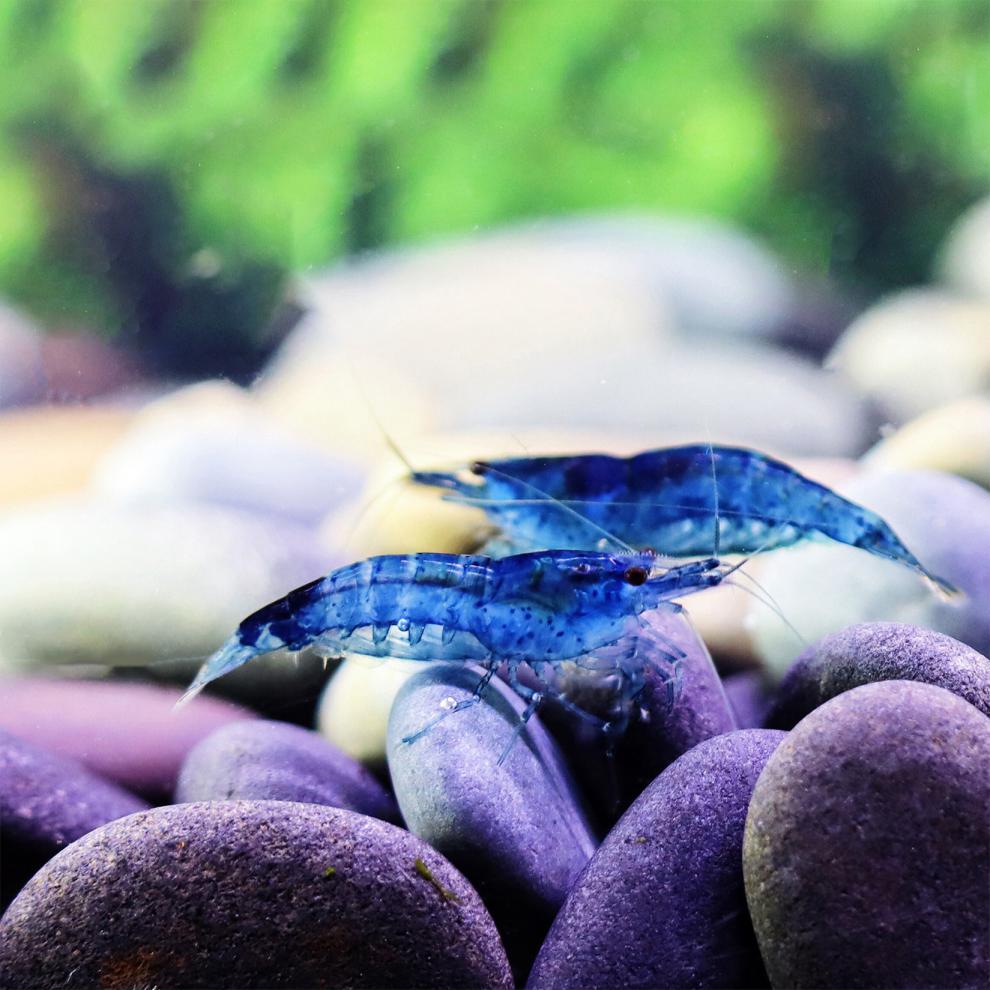 搭啵兔 黑壳虾草缸除藻活体工具虾观赏虾宠物虾饲料