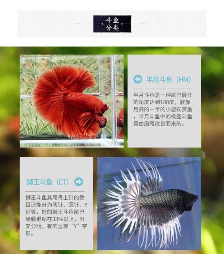 泰国斗鱼马尾狮王半月母斗鱼观赏鱼清道夫鱼热带鱼活体宠物淡水鱼抱卵马尾母随机2条 怀孕的母鱼 推荐 图片价格品牌报价 京东