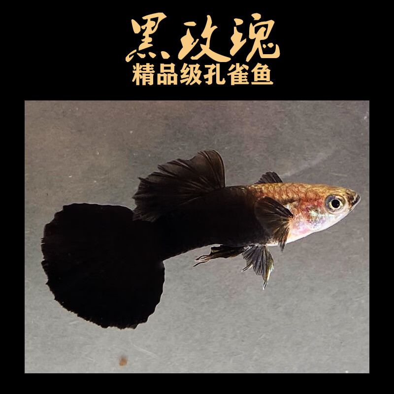 萌萌哒黑玫瑰孔雀鱼黑豹包精品纯种观赏下崽狂魔怀孕母鱼黑色活体单条