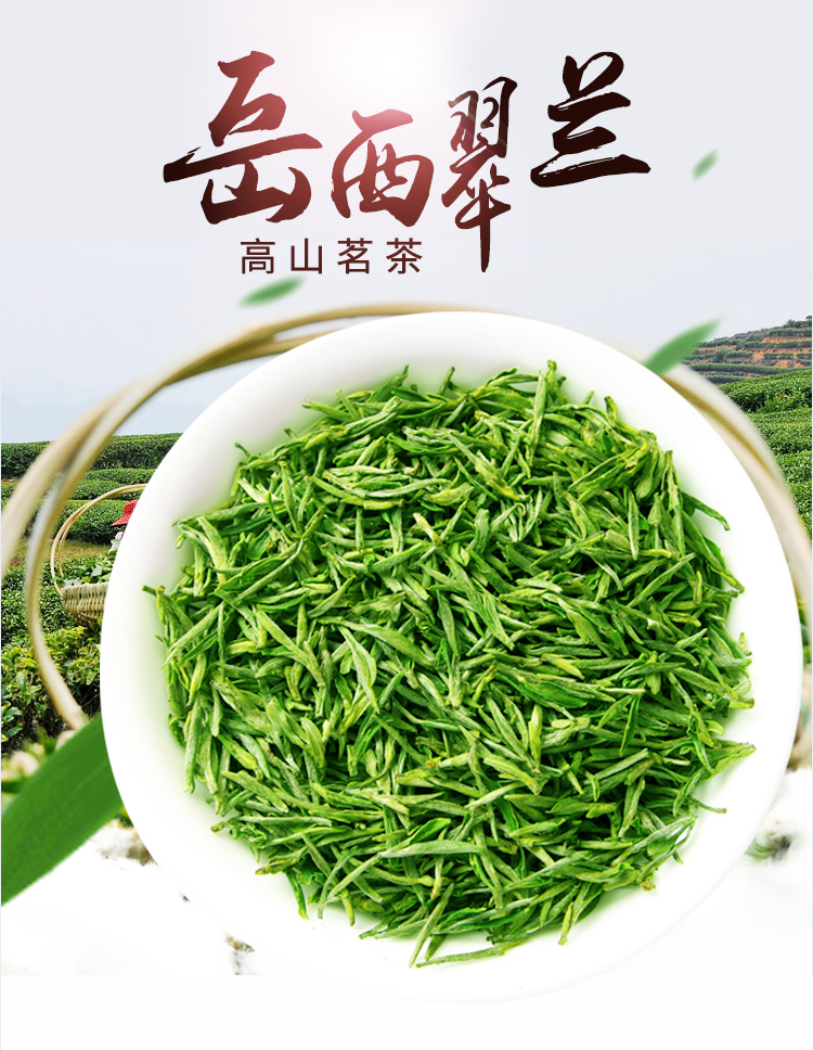 年明前新茶500g礼盒装春茶叶岳西翠兰翠尖高山云雾茶绿茶【图片 价格