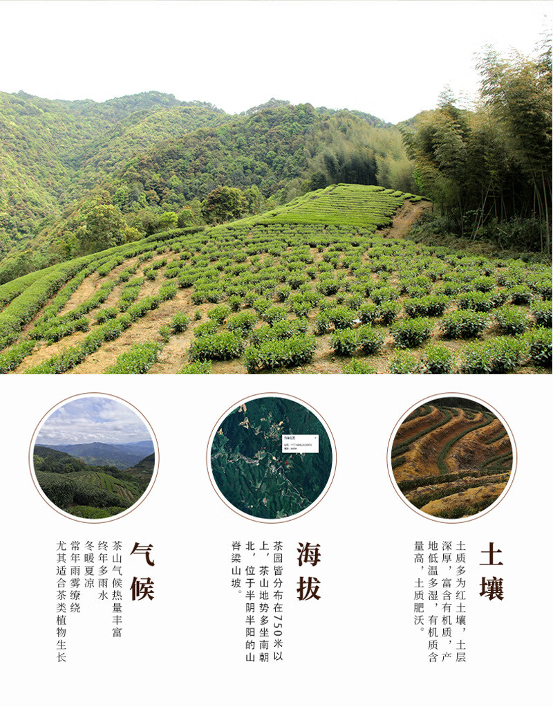 高山茶浓香型碳焙乌龙茶金萱碳焙乌龙红茶一件 罐装(160g【图片 价格