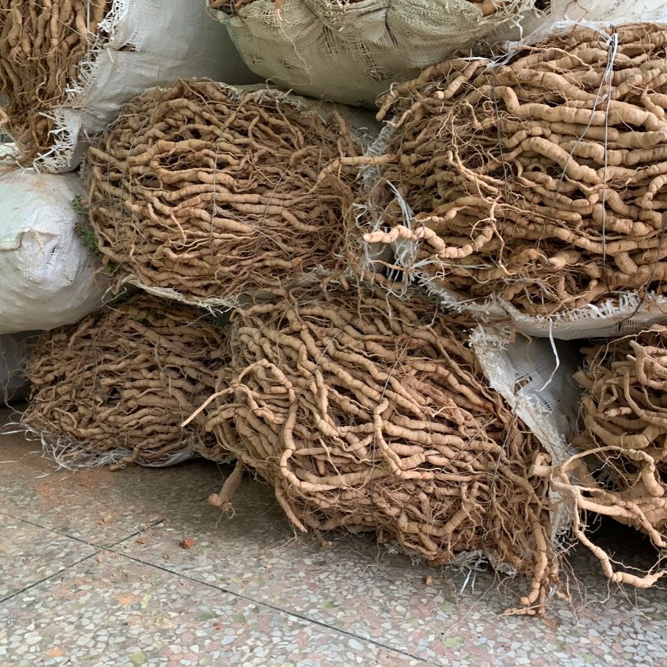 产地直销新鲜巴戟天凤眼根批发510斤6年根巴戟鸡肠风煲汤泡酒料10斤