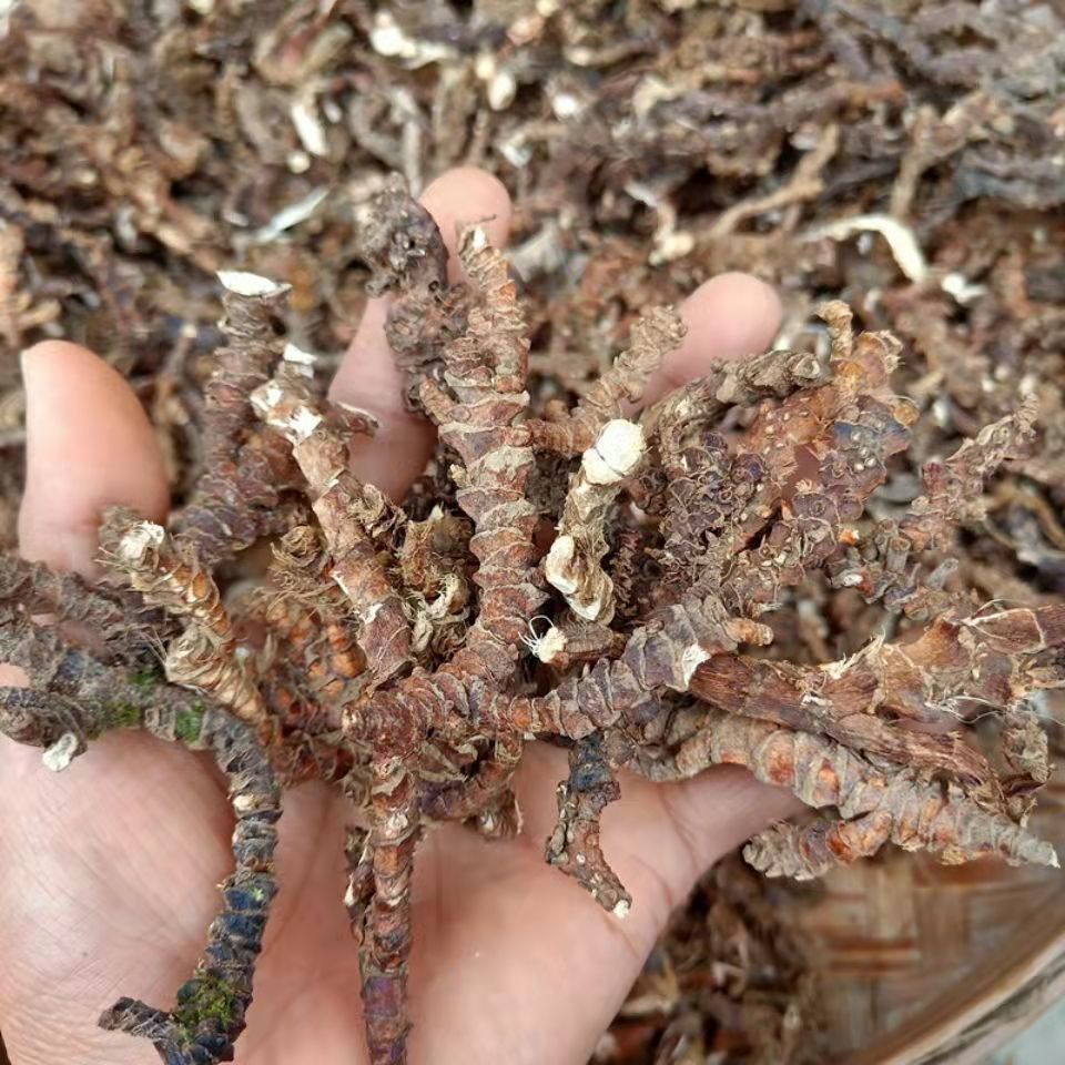 北京同仁堂原料野生深山石菖蒲石菖卜中药材山菖蒲石昌蒲个片九节菖蒲