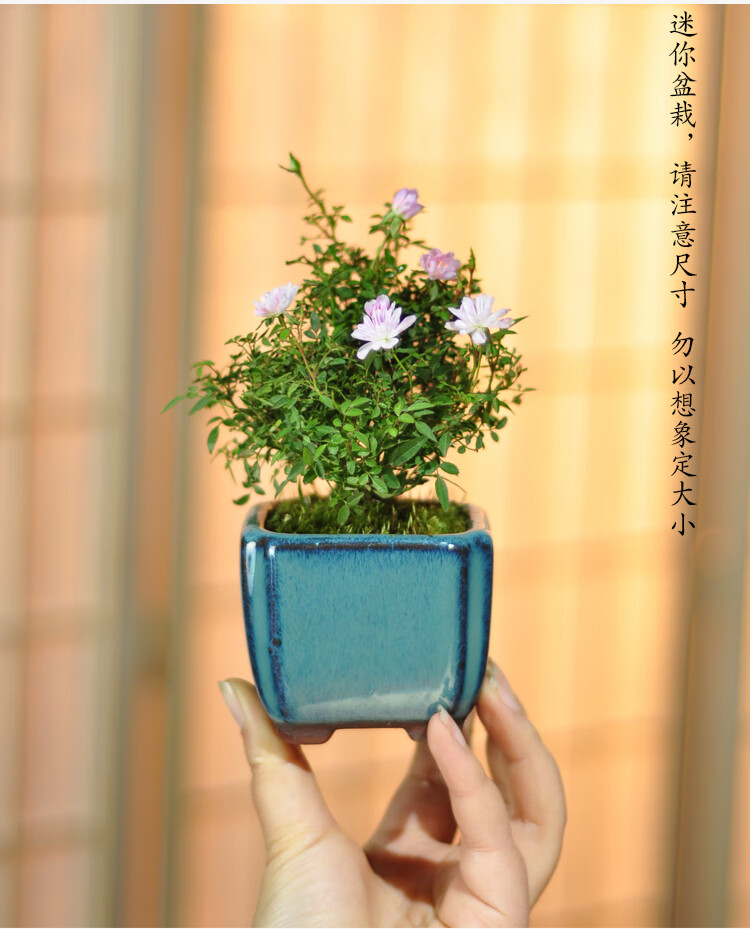 姬月季蔷薇迷你微盆景室内阳台桌面四季花开盆栽花卉 青瓷a款 带盆栽