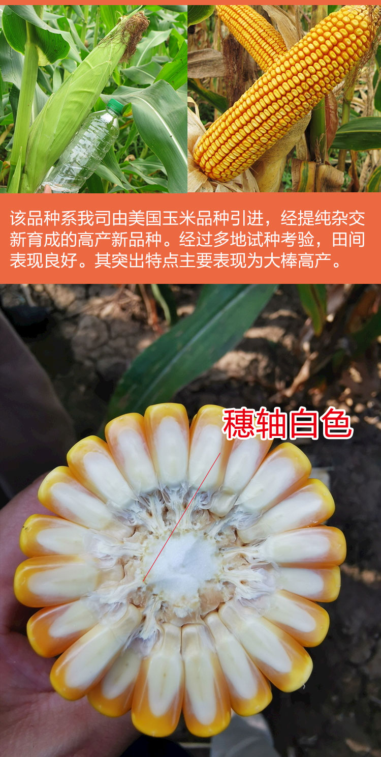 大田种植杂交玉米种子基地 高产大穗抗病国审玉米 矮大棒/沈玉21/4400