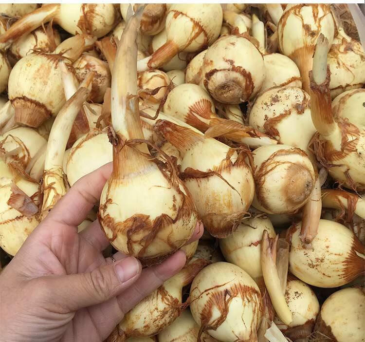 轻恋湖北现挖茨菇新鲜白茨菇农家自种新鲜慈姑燕尾菇粉糯茨菰3斤装