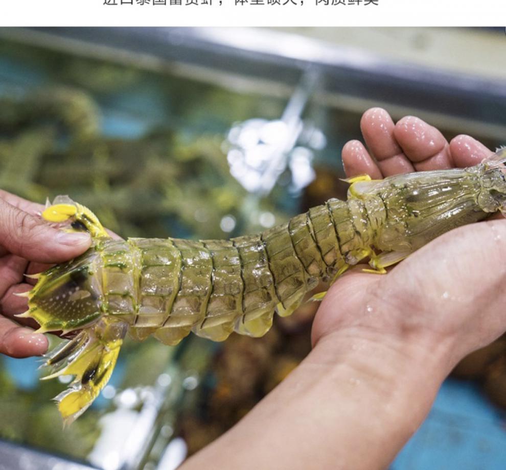 顺丰多地次日达皮皮虾泰国富贵虾特大鲜活速冻冷冻水产活冻琵琶虾濑尿