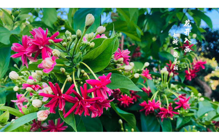 使君子花苗重瓣藤类攀爬植物室外花苗藤本花卉阳台水君子爬藤植物