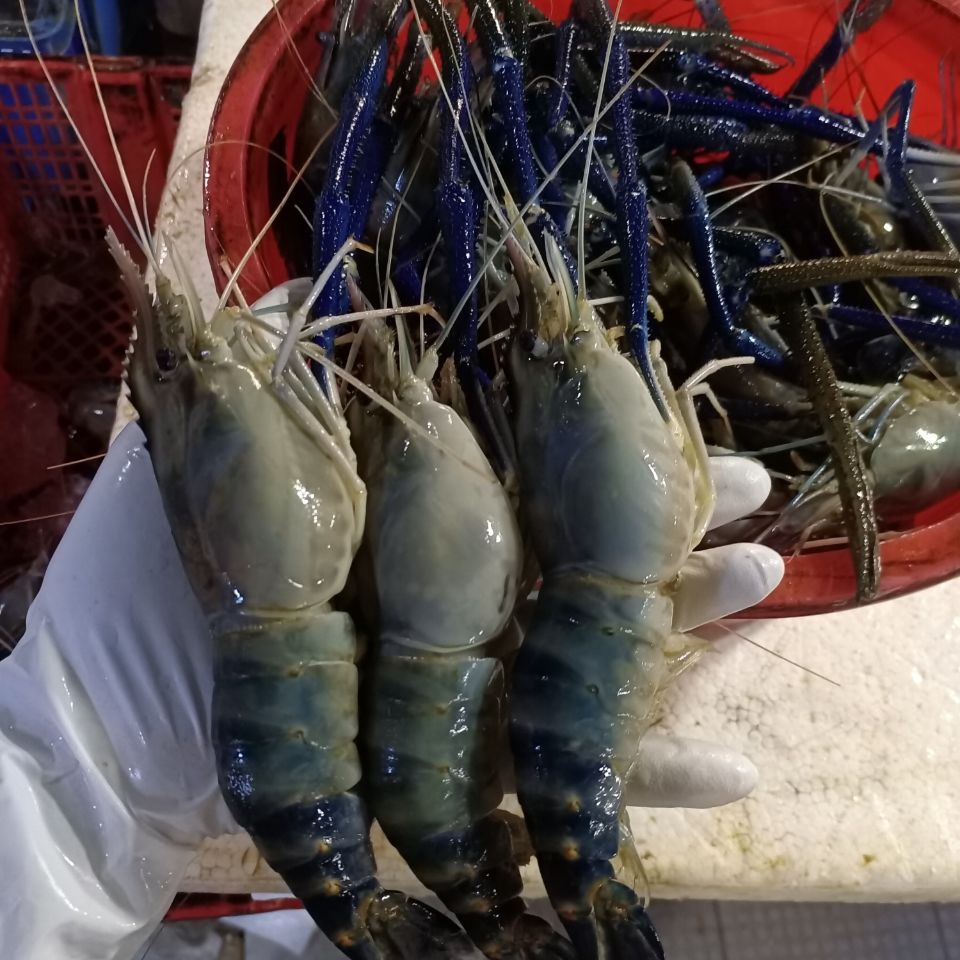 lism大河虾罗氏虾大头虾新鲜活虾速冻海鲜烧烤淡水大虾6只1斤 1斤50只