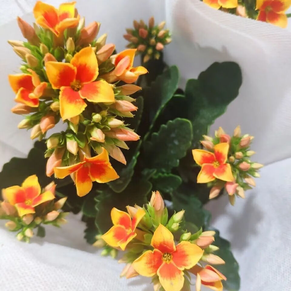 【精品绿植】长寿花盆栽带花苞日内瓦金狐狸重瓣大花室内好养四季开花