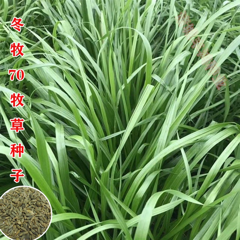多年生黑麦草种子耐寒养牛羊鸡鹅鱼苜蓿草种籽牧草养殖黑麦草籽燕麦草