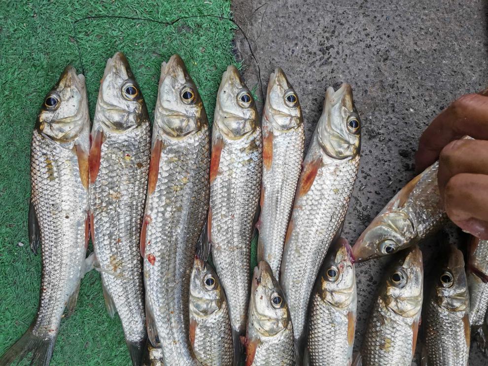 桥头渔具重唇鱼专用饵奶香果香溪流野钓鲤鱼饵春夏秋冬季鲫鱼鱼食