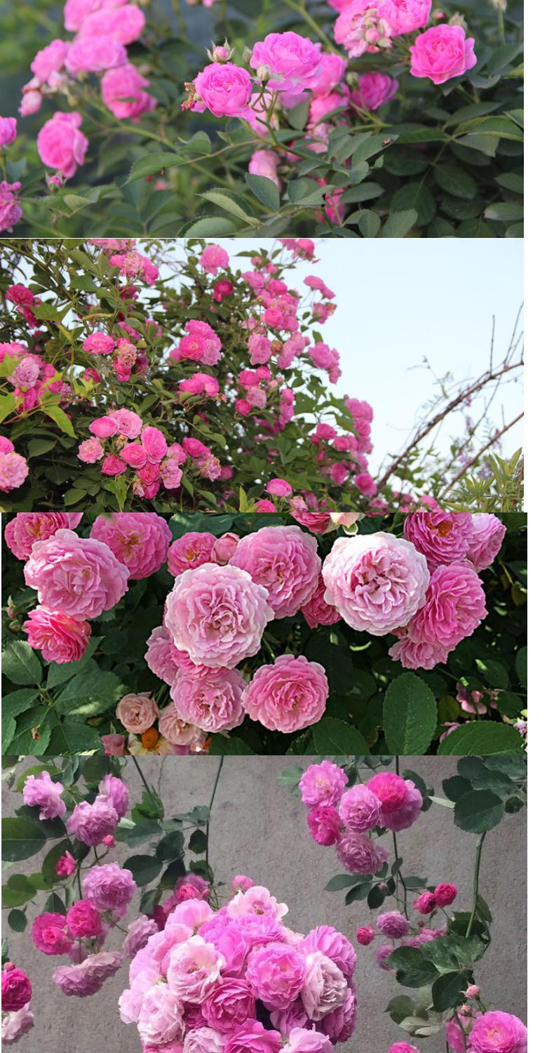 十姐妹:蔷薇花  中国古老经典藤本月季 粉色多花单季~春季盛开,相对七