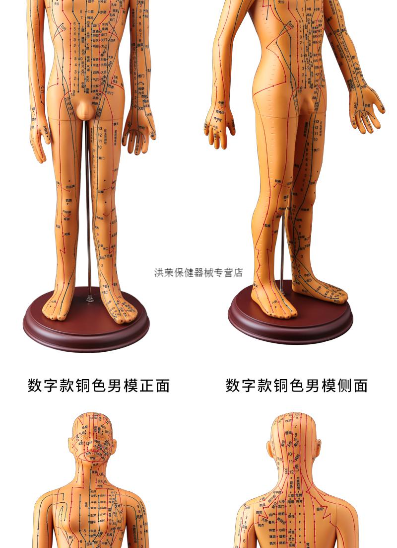 中医人体模型中医针灸穴位模型图全身家用十二经络人体硅胶模型可扎