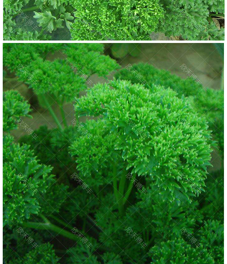 欧芹籽法香种子春秋冬季洋欧洲香芹香草种子芹菜籽四季播蔬菜种孑法芹