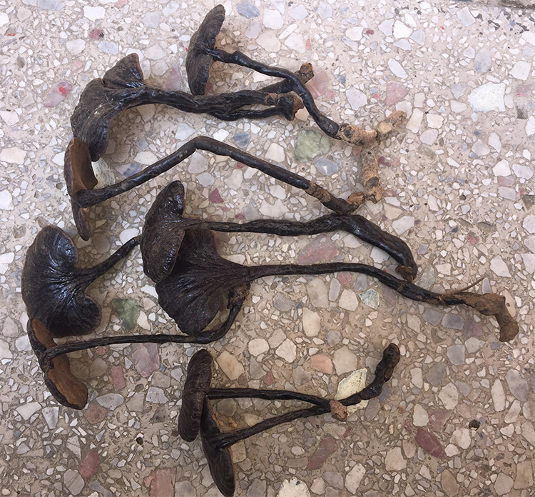 夜之君海南五指山竹芝整枝长颈小红灵芝林芝泡茶泡酒药材250g可打粉