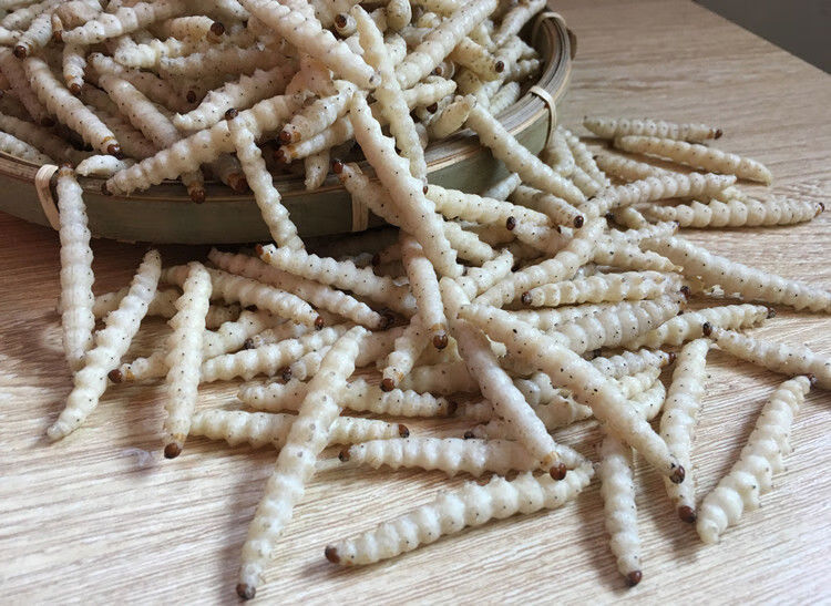 云南特产冰鲜新鲜竹虫竹节虫竹蜂蜂虫笋食用昆虫下酒菜顺丰 1斤装