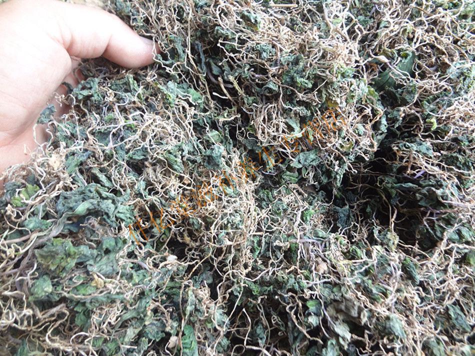 小叶 大叶青天葵 半边伞自然生长当年新货 自然晒干品250g 小叶青天葵