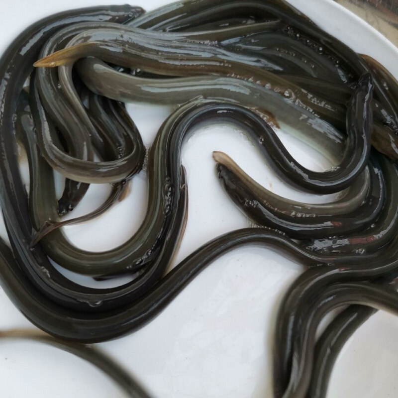 【京东推荐】花鳗苗白鳝鱼苗鳗鱼苗淡水活体河鳗苗鳗鲡白鳗鱼苗青鳝