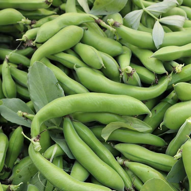 新鲜蚕豆胡豆5斤农家自种带壳罗汉豆荚现摘现发 速冻蚕豆米3斤【图片
