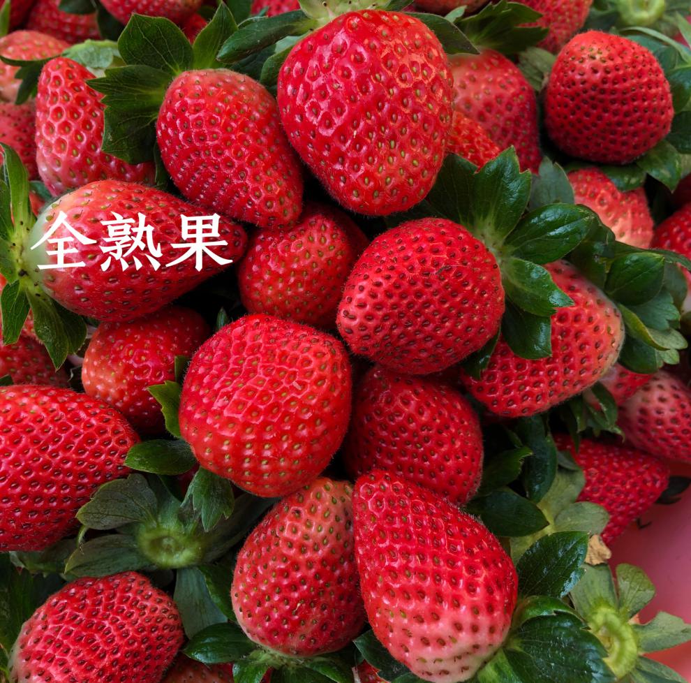 顺丰直达红颜大凉山西昌水果新鲜露天牛奶油大草莓孕妇当季顺丰空运