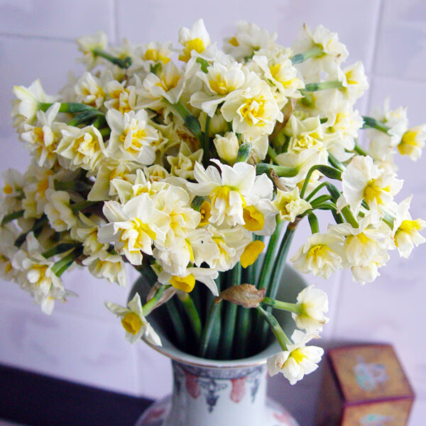 黎昕 精选玉玲珑复瓣正宗漳州水仙花大种球百叶仙子重瓣水培双瓣花头