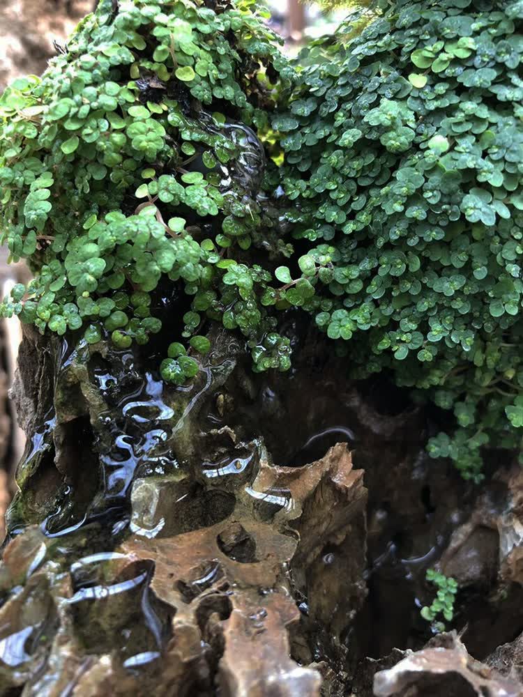 假山草珍珠草婴儿泪上水石种子玲珑冷水花雨淋附生苔藓造景陆生植 绿