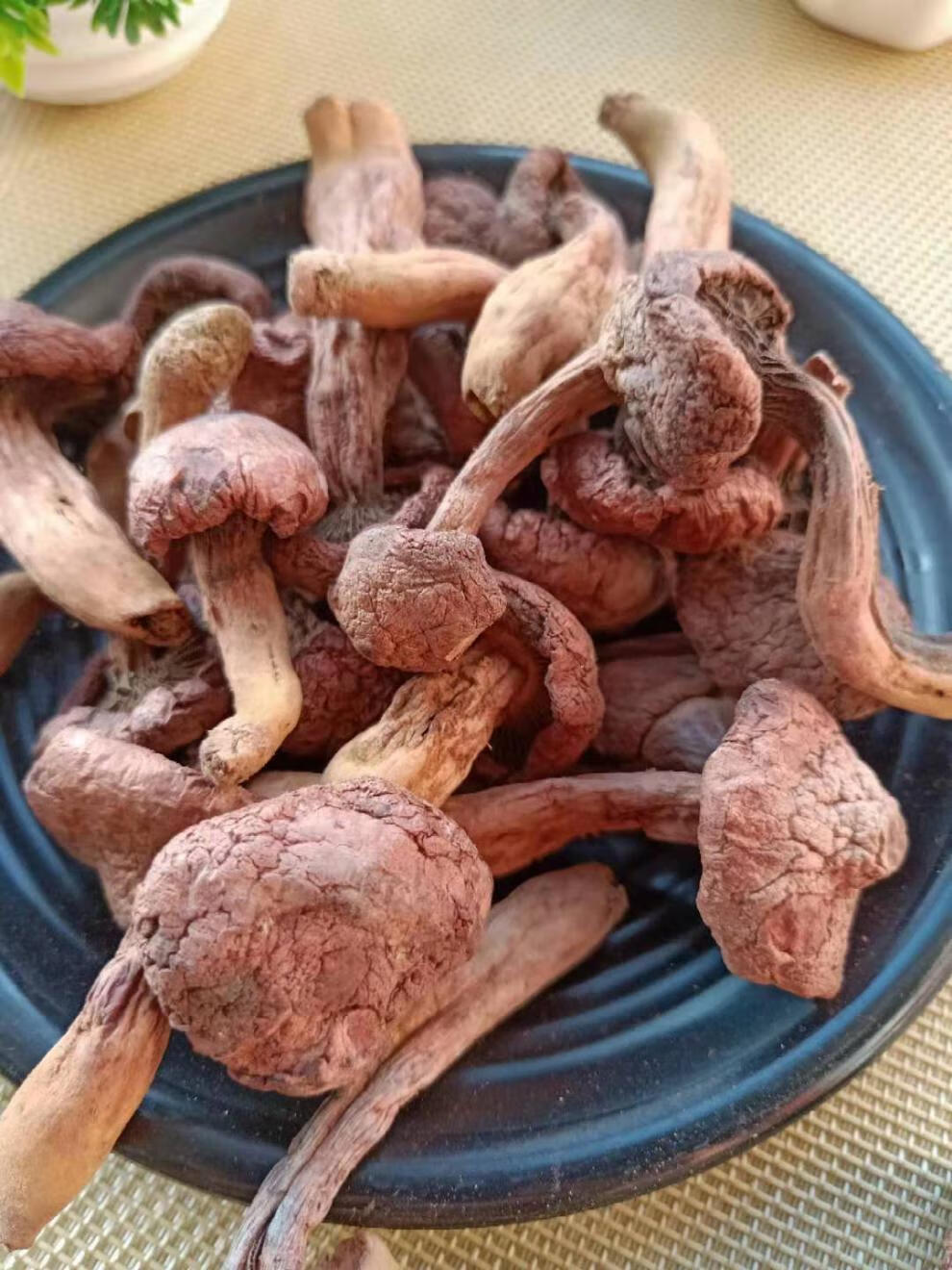 晨臻东北特产红蘑长白山纯红松伞菇新货菌菇干货松树蘑菇钉一件500克