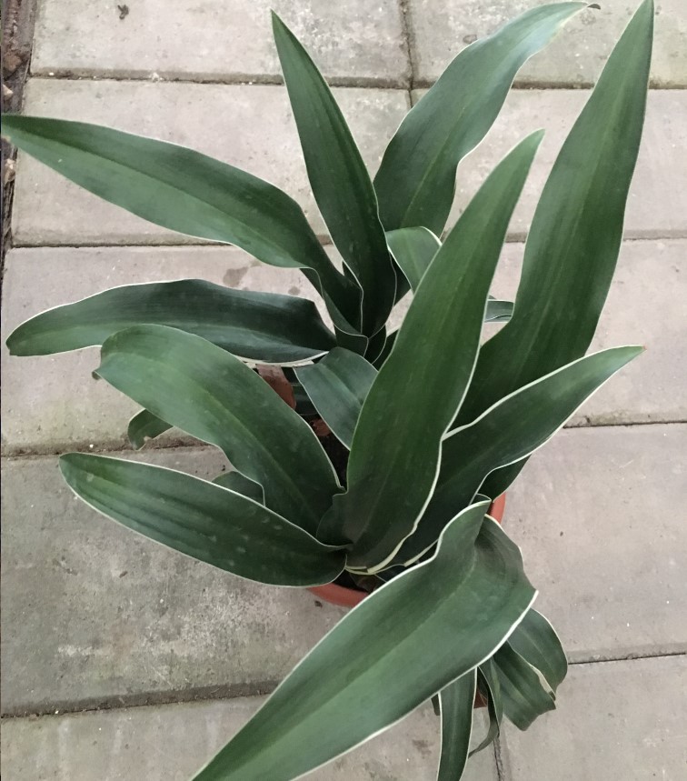 园艺 耐寒花卉绿植四季常青万年青盆栽金边银边植物 银边万年青 一盆1