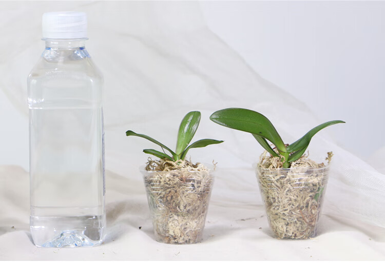 澜墨现货 育苗杯 营养钵/营养杯 蝴蝶兰种植盆 多规格透明软杯螺纹盆