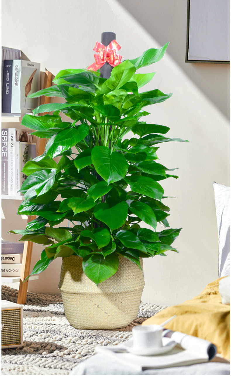 乾林轩绿萝盆栽室内客厅办公室大型绿植好养长藤大叶植物大叶绿萝柱