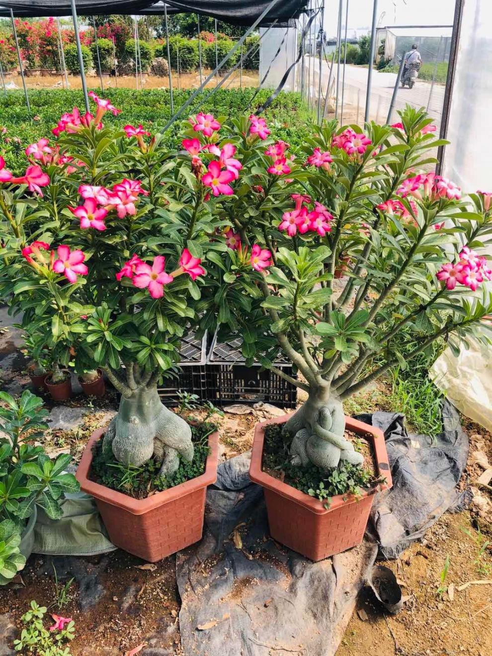 沙漠玫瑰盆栽重瓣不断好养多色阳台花卉多肉老桩盆景新品z1五年苗沙漠