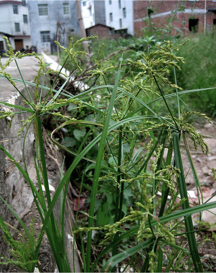 大别山香附子香附500克香附粉中药材附子生香附