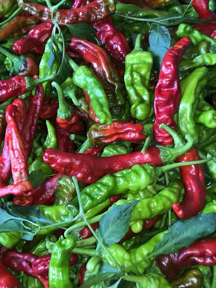 现摘新鲜蔬菜山东枣庄一窝蜂薄皮皱皮辣特辣螺丝土辣椒25斤1000g