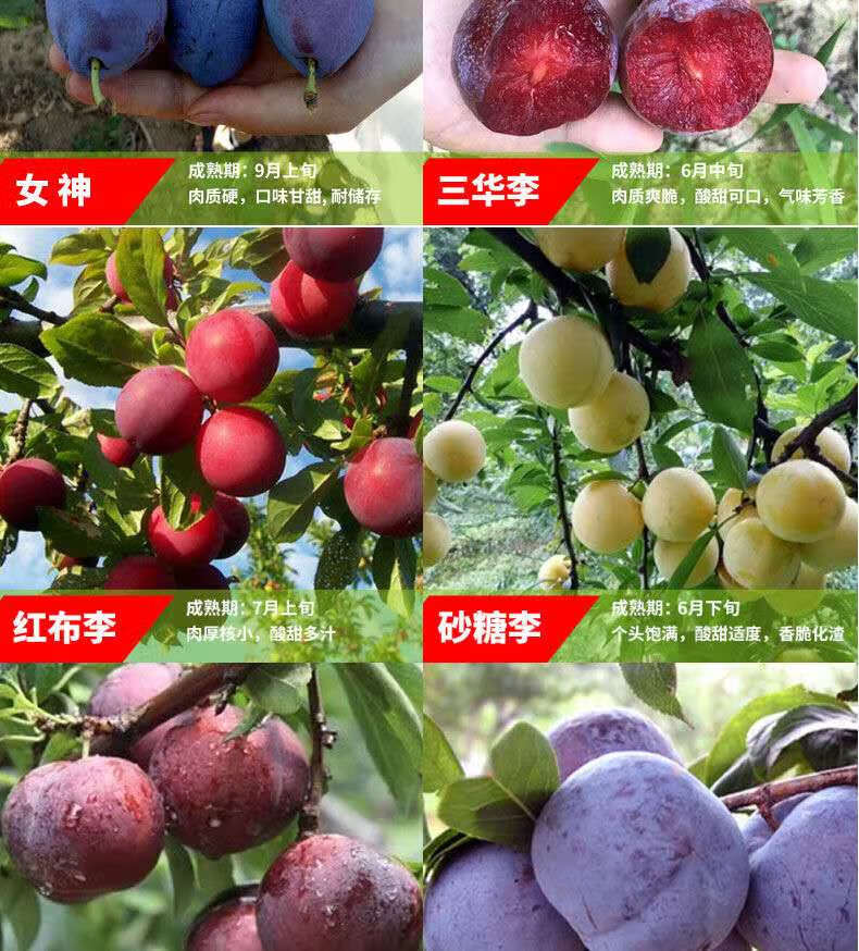 美人醉李子树苗南方北方种植盆栽地栽果树嫁接蜂糖李子苗当年结果3年