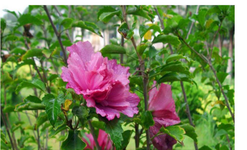 室外耐寒绿植庭院大型花苗大花浓香重瓣木槿阳台盆栽花卉植物木槿花5