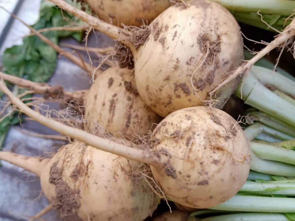 【现挖】新鲜黄蔓菁 旱地蔓菁 甜蔓菁 黄蔓菁 黄心芜菁疙瘩菜河北特色