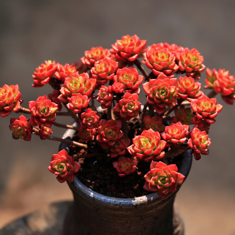 多肉老桩肉肉植物群生老庄多头稀有肉嘟嘟超大肉肉吸财树群生15cm左右