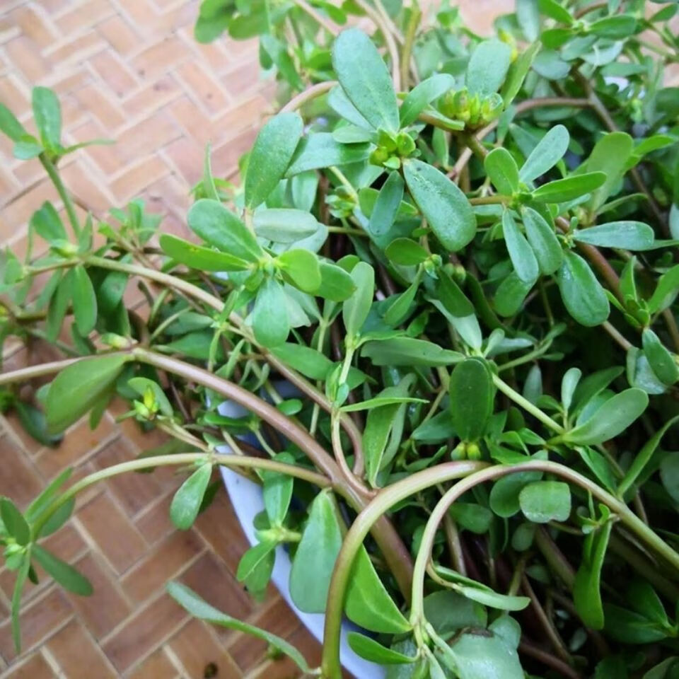 轻恋新鲜马齿苋菜五行草马苋菜蚂蚁菜长寿菜野菜马蜂菜 500g【图片