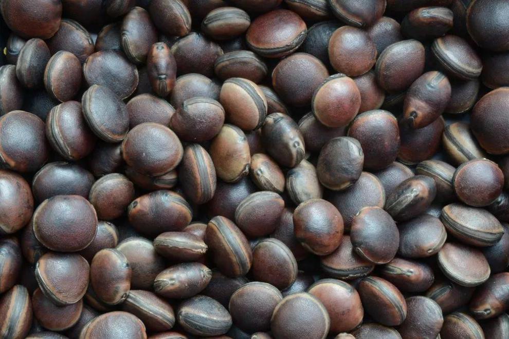 qcdd油麻藤过山龙油麻血藤牛肠藤鸡血藤牛麻藤棉麻藤牛马藤攀爬类种子