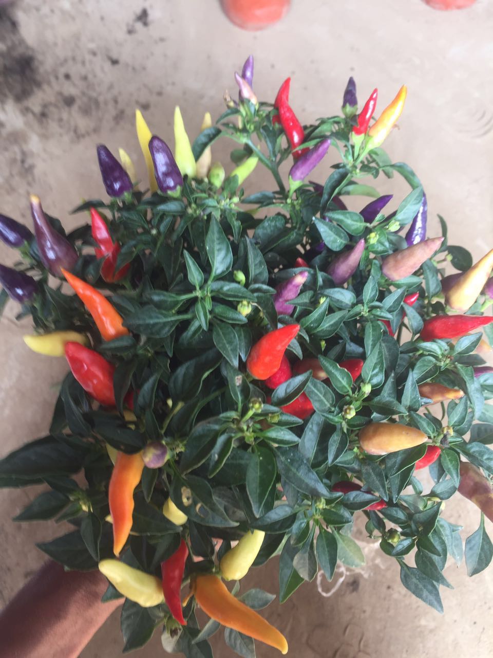 五彩椒朝天椒苹果椒七彩椒盆栽食用观赏辣椒苗阳台庭院绿植物 五彩椒