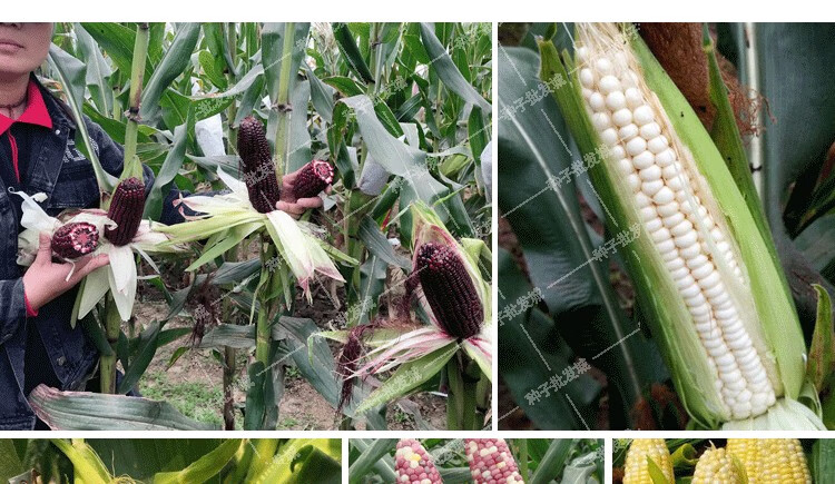 田黄糯玉米种春夏秋季香甜软粘黏糯玉米籽高产盛欣京科糯3000一袋50g