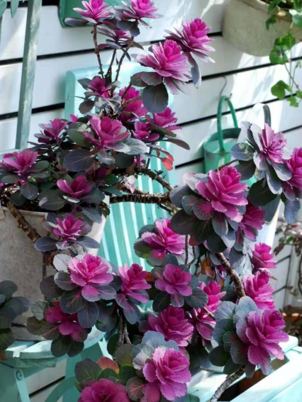 羽衣甘蓝盆栽多年生冬日玫瑰室外地栽耐寒花卉好养 羽衣甘蓝 含盆