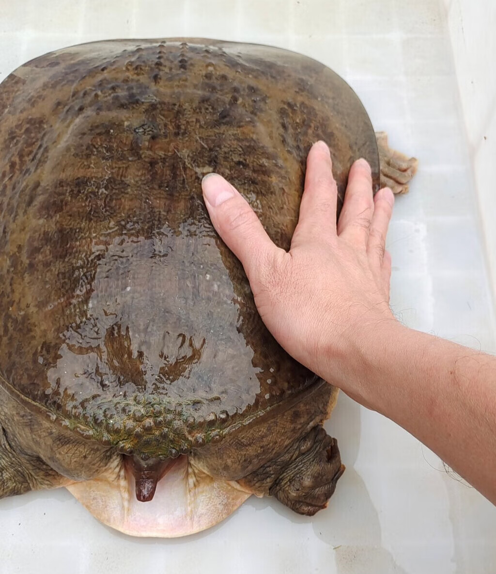 珍珠鳖大甲鱼外塘10斤食用巨型特大活体活物鲜活生态甲鱼食材 5斤一只