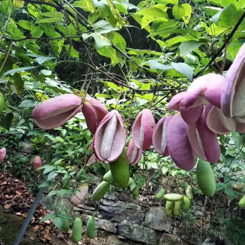 八月瓜苗 无籽八月瓜树苗野生八月炸瓜苗南北方四季种植爬藤果树苗