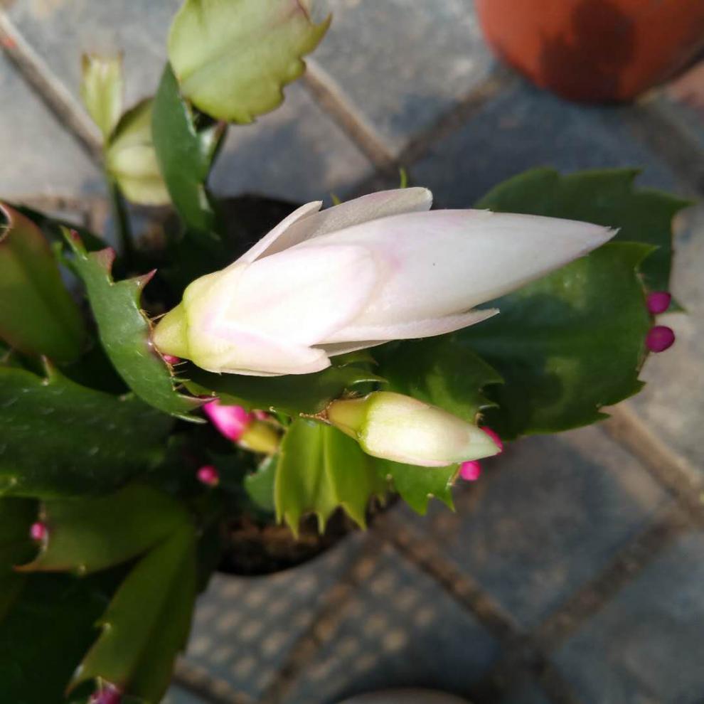 蟹爪兰花盆栽花卉黄色光炫多色带花苞花苗 桌面观花多肉植物 黄色光炫