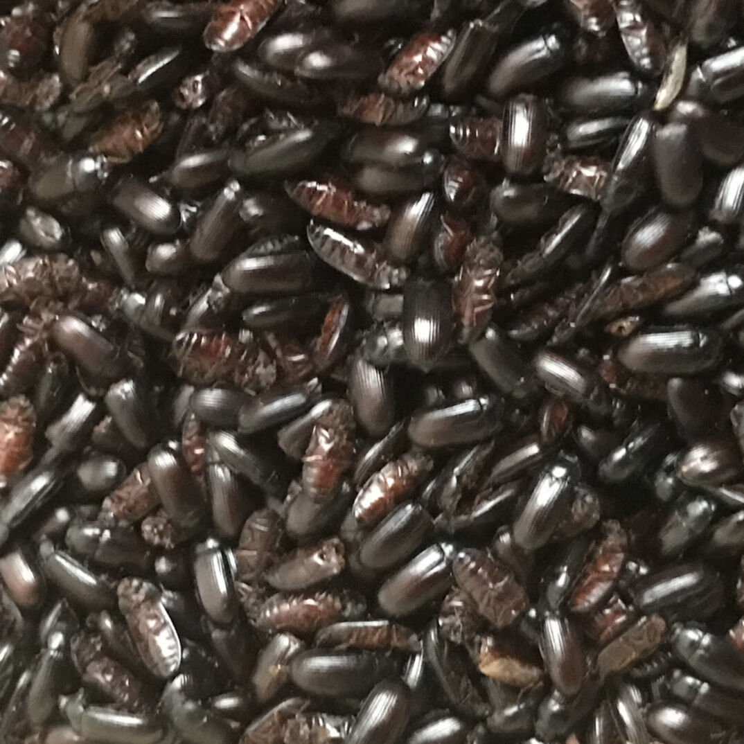 九龙虫洋虫烘干自己家养药材喂养烘干九龙虫品 烘干九龙虫520只【图片