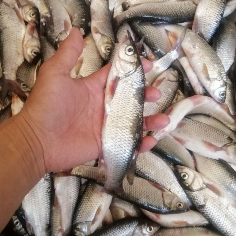 华子鱼4斤起内蒙克什克腾一级水库瓦氏雅罗冷水鱼原产地5斤去内脏仅此