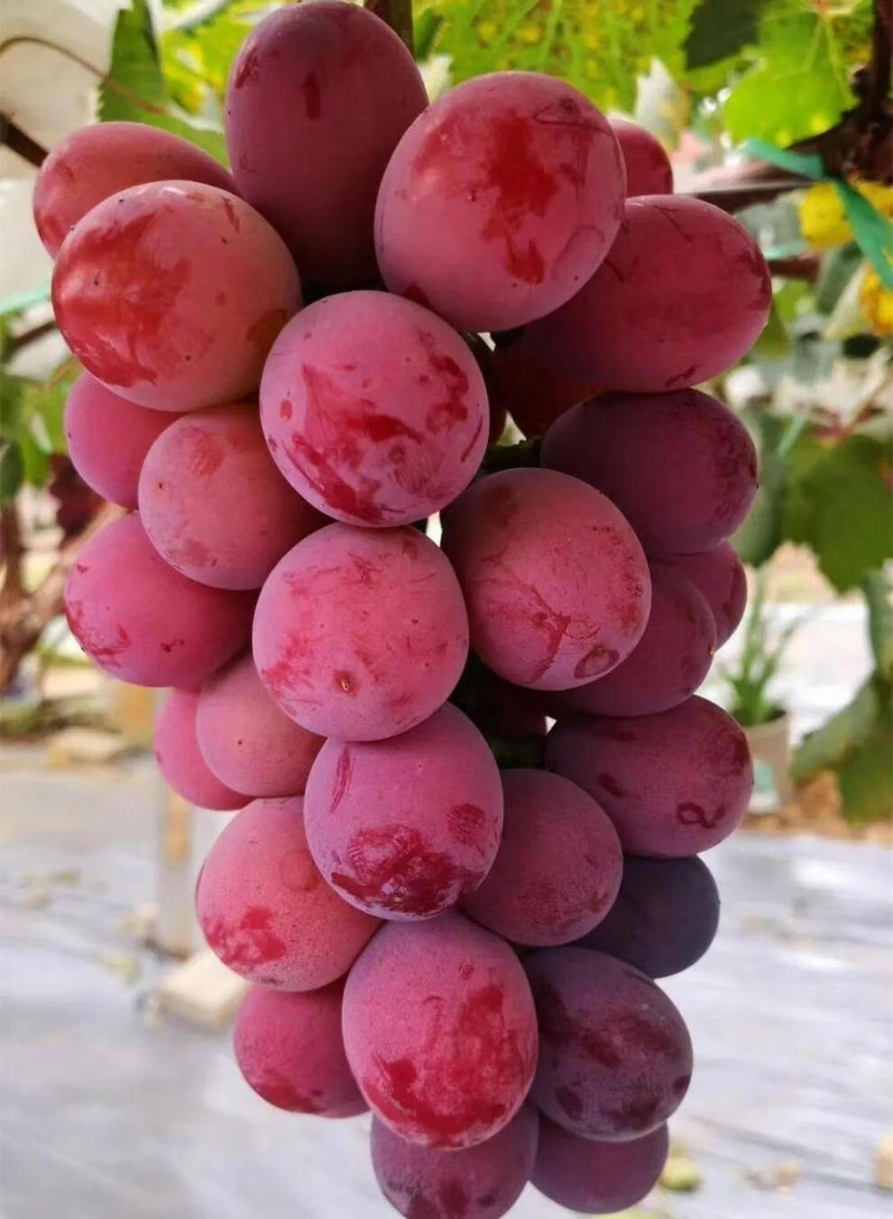 更多参数>>国产/进口:国产原产地:北京包装形式:简装品种:红提货号