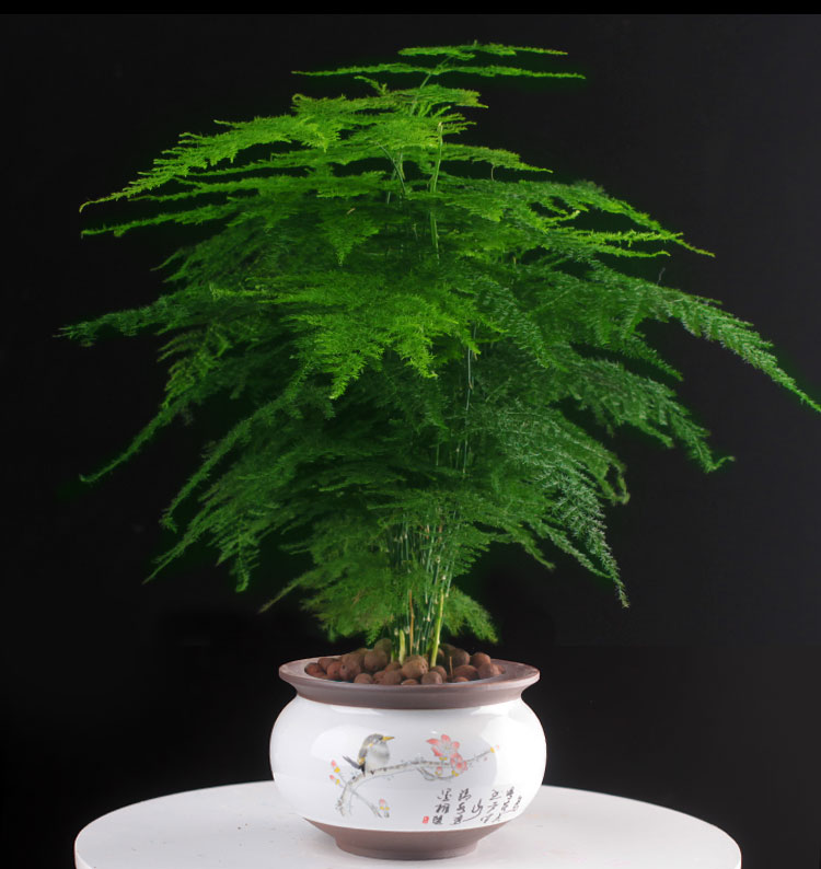 文竹盆栽大文竹盆栽植物办公室内桌面绿植大文竹加仑盆含盆